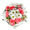 This exuberant bouquet, arranged against a bright white canvas, is a celebration of new beginnings and heartfelt moments, inspired by the lively spirit of Blackwall. Crisp white daisies open like rays of sunlight, their lime-green centers twinkling with youthful brightness at the heart of the arrangement. Coral-pink carnations, with their intricate, ruffled petals, bring plush warmth throughout, creating joyful echoes of the blooms found in Greenwich and Leamouth's spring gardens just a stone's throw from Blackwall. Airy baby's breath is scattered like tiny clouds or dancing stars to lend softness and dreaminess. Subtle hints of purple-blushed alstroemeria buds, yet to fully bloom, add a touch of elegance and anticipation, nestled amid varied greens-silvery eucalyptus leaves and deeper, emerald sprigs that support the whole, rounding out the bouquet's gentle, circular symmetry. Every element is thoughtfully balanced, producing a sensation of calm celebration-an invitation to pause and smile. Whether you're sending flowers to a friend on Cotton Street or decorating your own Docklands home, this arrangement offers a refreshing lift and a sense of connection to the beauty that flourishes in East London. Its cheerful palette and natural textures make it perfect for marking life's happiest occasions or simply to brighten an ordinary day.