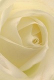 This evocative image welcomes you into the very heart of a cream-white rose-a flower chosen with particular care from a Blackwall florist, nestled right within this riverside community. The petals, gently unfolding in a tight, spiraling embrace, invite the imagination to drift along their soft, almost ethereal texture, as if touched by the first glimmers of daylight reflecting off the Thames. Each ivory fold is outlined by gentle shadows, lending a sense of depth and serene movement to the composition, and capturing the atmosphere of quiet mornings in Blackwall's leafy parks. The scene radiates peace, making it not just a blossom, but a symbol-the purest gesture for sympathy, remembrance, or the celebration of enduring love. There's an unmistakable note of artistry in every layer, from the near-translucent outer petals to the luminous heart, each placed with reverent care. As you envision this rose, you can almost sense its delicate fragrance, subtle yet lingering-a promise of hope and gentle support. The close perspective speaks not just of the flower's beauty, but also of the sensitive craftsmanship at the heart of Blackwall's floristry, where every bouquet is imbued with sincere emotion and local pride. This is a bloom perfectly suited for marking life's meaningful moments, ready for delivery across Blackwall to anyone in need of comfort, admiration, or gentle encouragement.